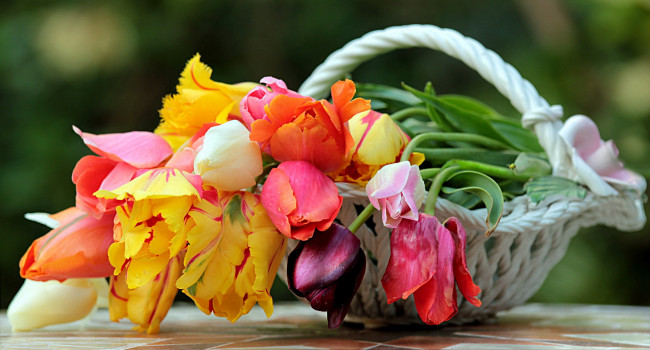 Обои картинки фото цветы, тюльпаны, корзинка, бутоны