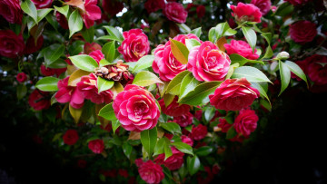 Картинка цветы камелии куст камелия розовая