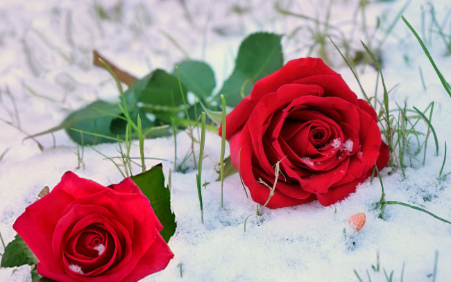 Обои картинки фото цветы, розы, алые, снег