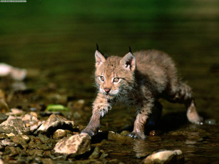 Картинка cautious approach eurasian lynx животные рыси