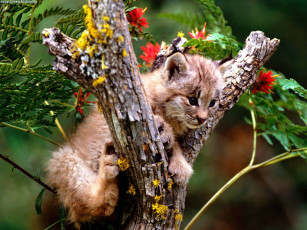 Картинка up tree canada lynx животные рыси