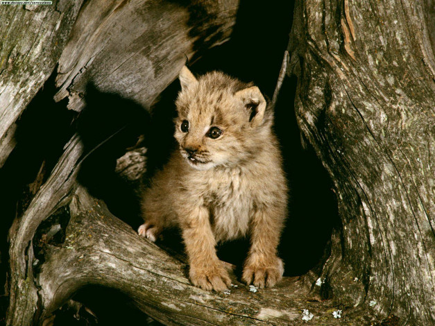 Обои картинки фото lynx, cub, loomis, state, forest, washington, животные, рыси