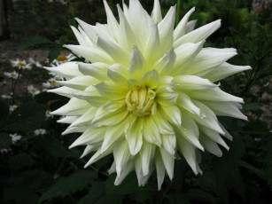 Картинка цветы георгины белая гиоргина