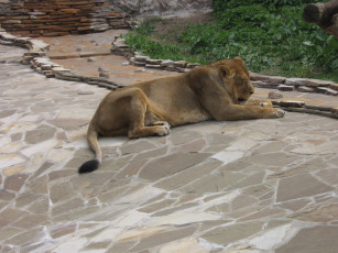Картинка животные львы львица лев