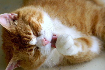 Картинка животные коты язык умывание пушистый