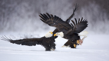 Картинка животные птицы хищники снег