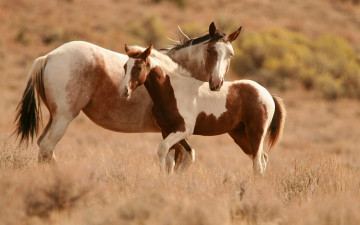 Картинка животные лошади две лошадь коричневые природа