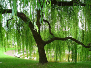 Картинка природа деревья ива