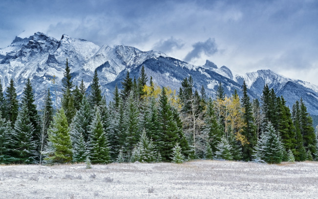 Обои картинки фото природа, горы, лес, зима, снег, хвойные, деревья