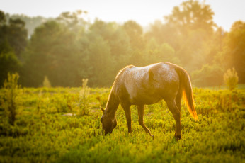 Картинка животные лошади трава конь зелень луг солнце деревья утро туман
