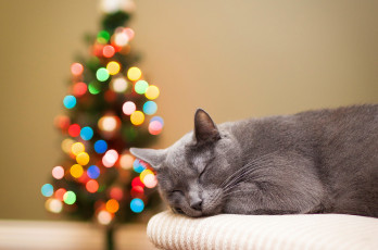 Картинка животные коты кошка кот сон отдых ёлка