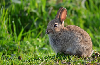 Картинка животные кролики +зайцы пушистик