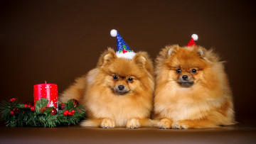 Картинка животные снежный+барс+ ирбис свеча собаки новый год двойняшки