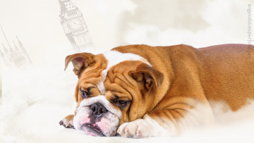 Картинка животные собаки английский бульдог собака