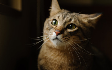 Картинка животные коты кот