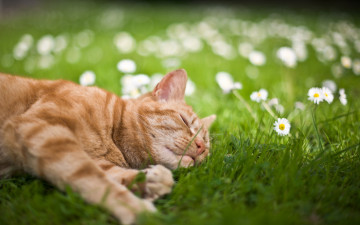 Картинка животные коты лето кошка трава