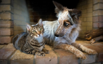Картинка животные разные+вместе друзья собака кошка кот