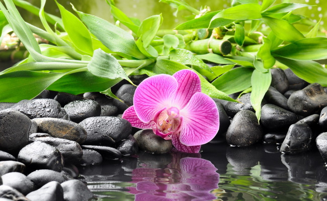 Обои картинки фото цветы, орхидеи, камни