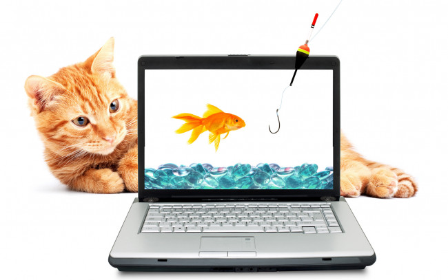 Обои картинки фото животные, коты, кот, рыжий, золотая, рыбка