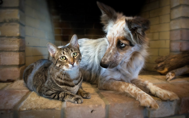 Обои картинки фото животные, разные вместе, друзья, собака, кошка, кот