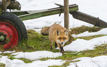 Картинка животные лисы лиса снег