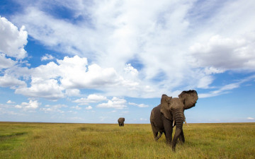 Картинка животные слоны поле