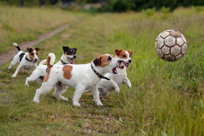 Обои картинки фото животные, собаки, футбол, спорт, друзья, мяч