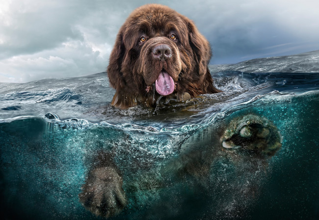 Обои картинки фото животные, собаки, большой, коричневый, ньюфаундленд, вода, пес