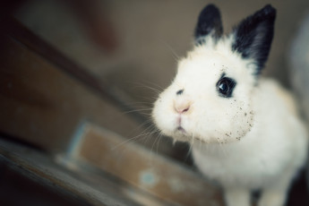 Картинка животные кролики +зайцы мордашка кролик щёки