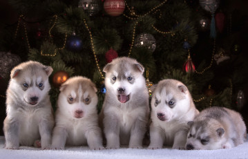 Картинка животные собаки хаски новый год ёлка повозка пять щенки