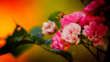 Картинка цветы камелии ветка розы макро