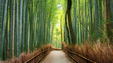 обоя природа, дороги, бамбук, лес, дорога