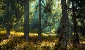 Картинка природа лес свет ели