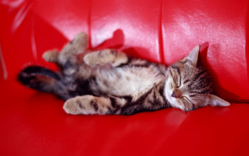 Картинка животные коты кошки котенок красный диван спит серый полосатый