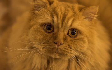 Картинка животные коты кот рыжий взгляд усы глазища мордочка