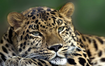 Картинка животные леопарды леопард голова отдых