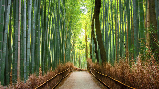 Обои картинки фото природа, дороги, бамбук, лес, дорога