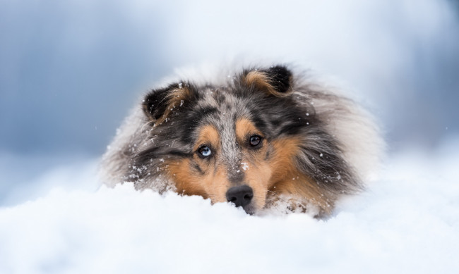 Обои картинки фото животные, собаки, друг, взгляд, собака, снег, зима