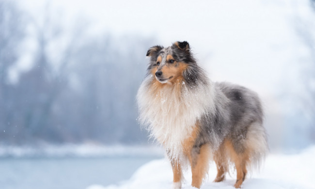 Обои картинки фото животные, собаки, собака, взгляд, друг, снег, зима
