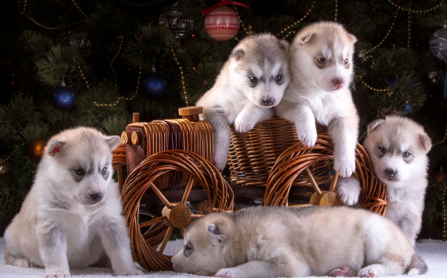 Обои картинки фото животные, собаки, пять, щенки, новый, год, ёлка, хаски, повозка