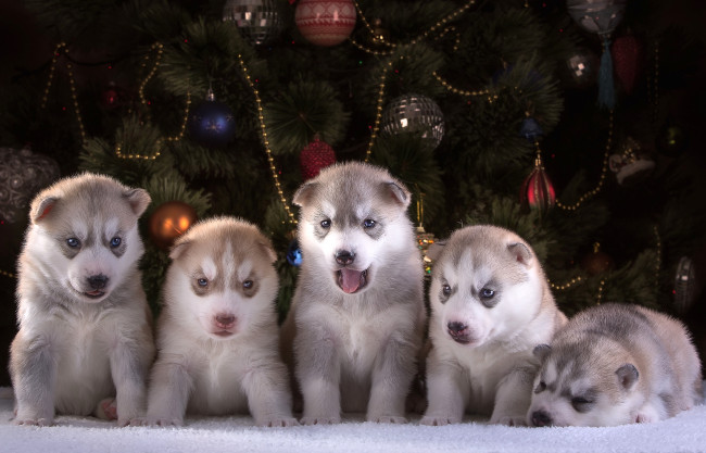 Обои картинки фото животные, собаки, хаски, новый, год, ёлка, повозка, пять, щенки
