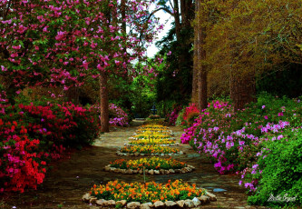 Картинка природа парк клумбы цветущие кусты
