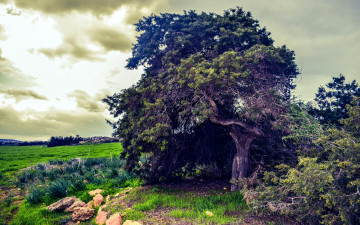 Картинка природа деревья старое тучи дерево
