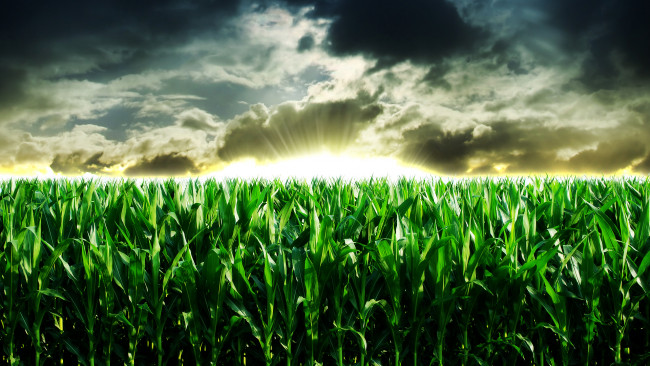 Обои картинки фото восход солнца на кукурузном поле, природа, поля, восход, поле, кукуруза