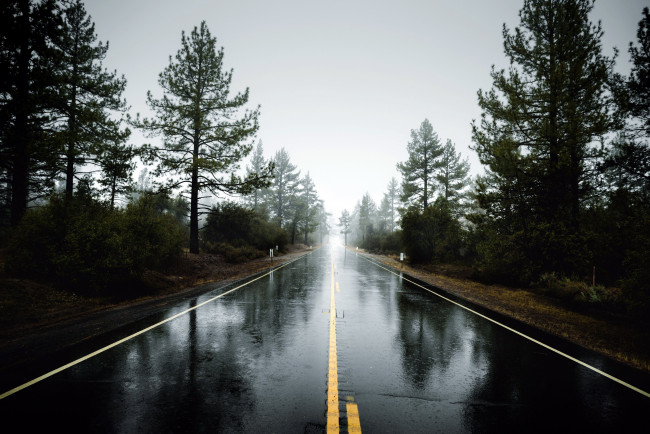 Обои картинки фото природа, дороги, деревья, мокрое, шоссе