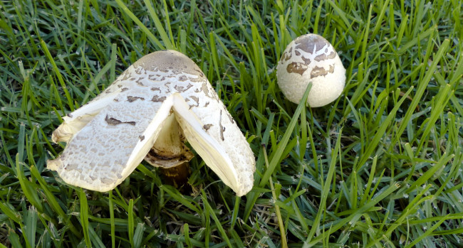 Обои картинки фото природа, грибы, дуэт, трава