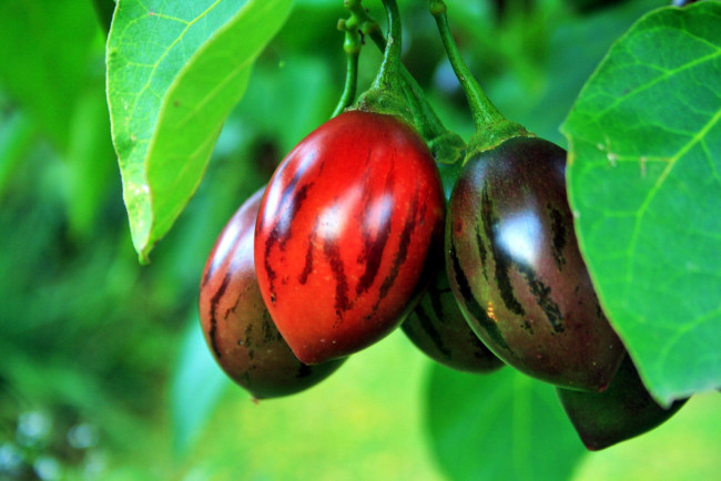 Обои картинки фото природа, плоды, tree-tomato, fruit