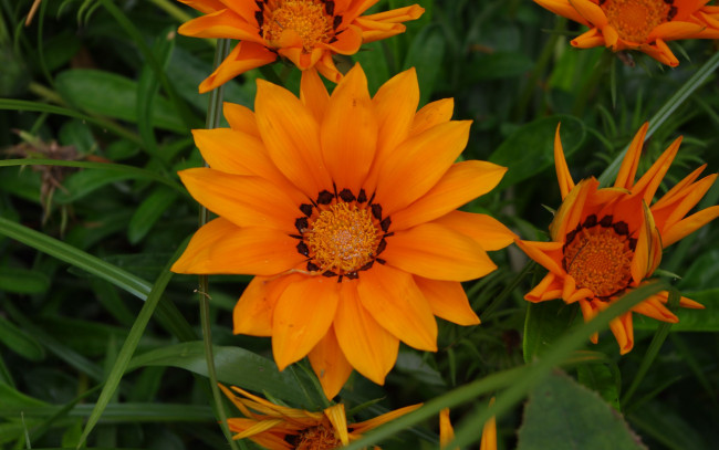 Обои картинки фото цветы, газания, оранжевая