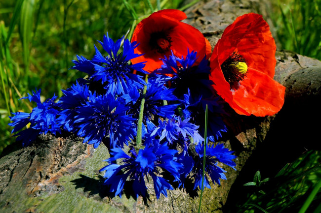Обои картинки фото цветы, разные вместе, алые, маки, синие, васильки