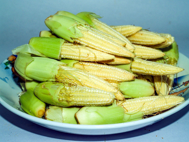 Обои картинки фото еда, кукуруза, молодая, початки